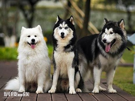 阿拉斯加和哈士奇区别哪个好(学会这7点方式轻松辨认)-图片1